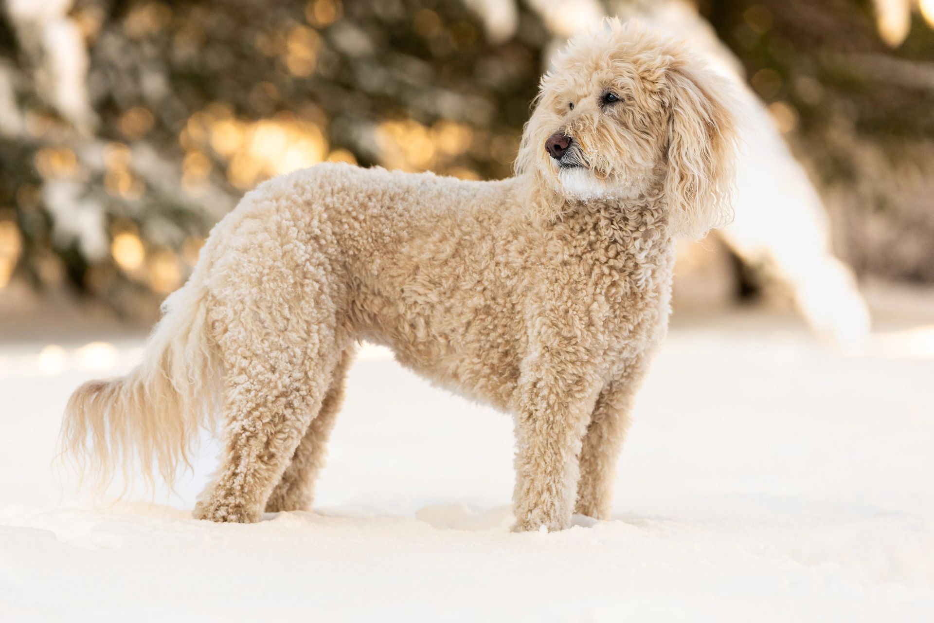 Winter pet portrait in snowy landscape